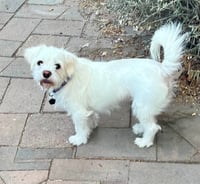 Falcor - Photo 3