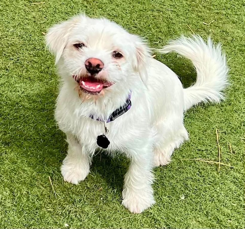 Falcor Image