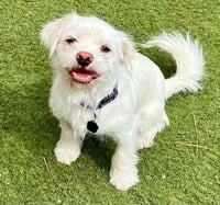 Falcor - Photo 1