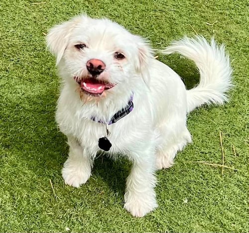 FALCOR - Border Terrier / Lhasa Apso available for adoption