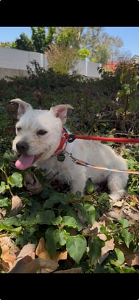 Millie - Photo 1