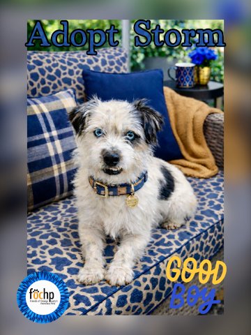 STORMY - Border Terrier / Wheaten Terrier available for adoption