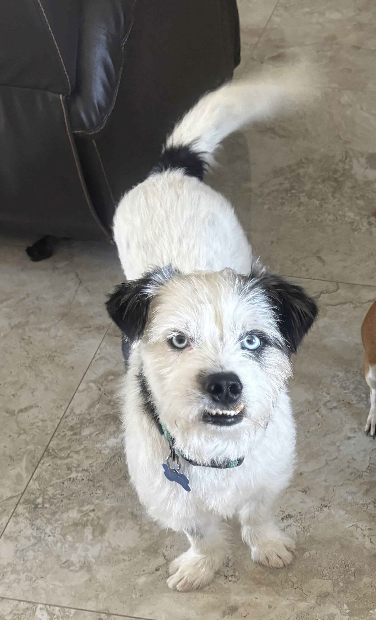 STORMY - Border Terrier / Wheaten Terrier available for adoption