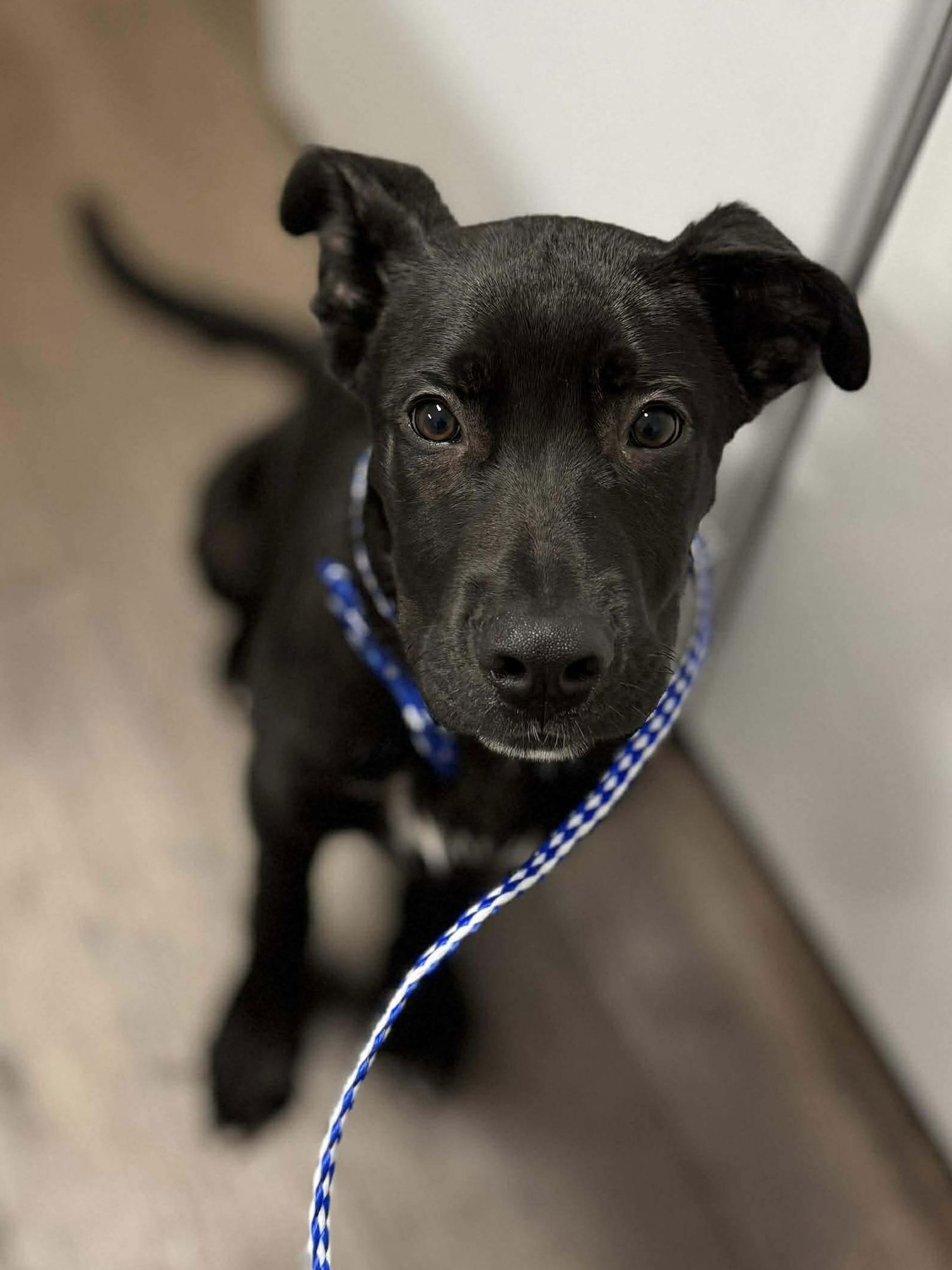 MIKE - Black Labrador Retriever / Labrador Retriever available for adoption