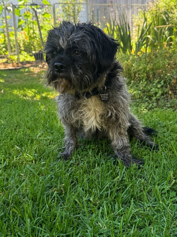 Oscar Image