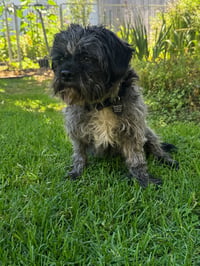 Oscar - Photo 1
