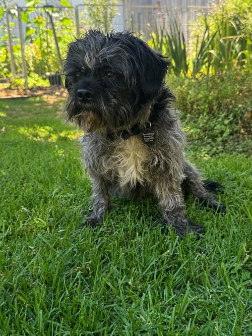 OSCAR - Cockapoo available for adoption
