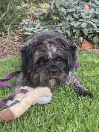 Oscar - Photo 2