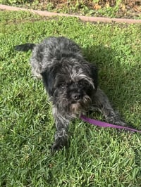 Oscar - Photo 3