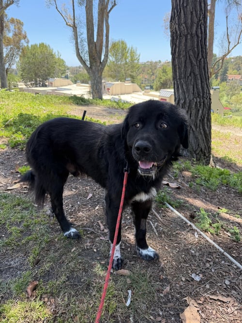 BEN - Newfoundland Dog available for adoption