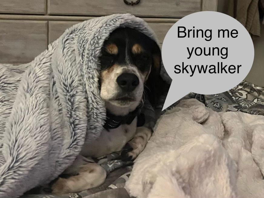 JEEPERS - Beagle available for adoption