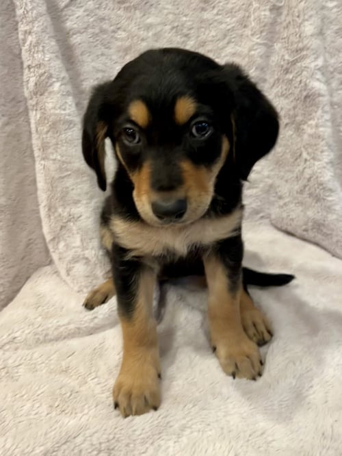TEMPEST - Golden Retriever / Shepherd available for adoption