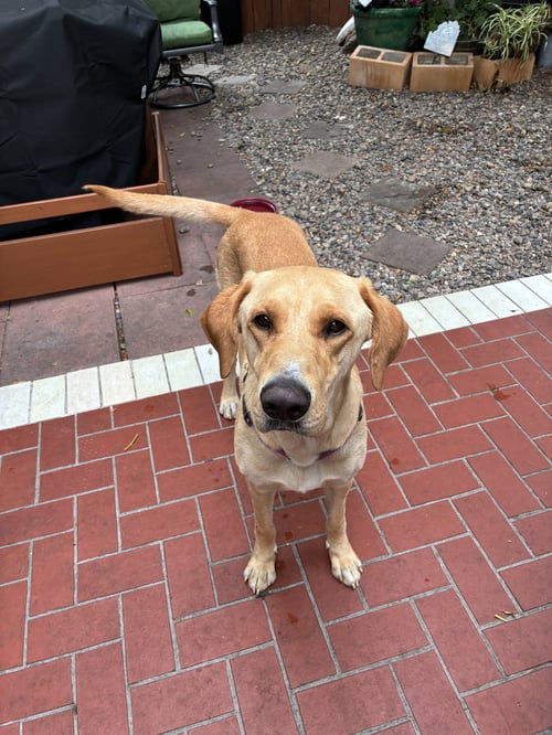 DUKE - Labrador Retriever available for adoption