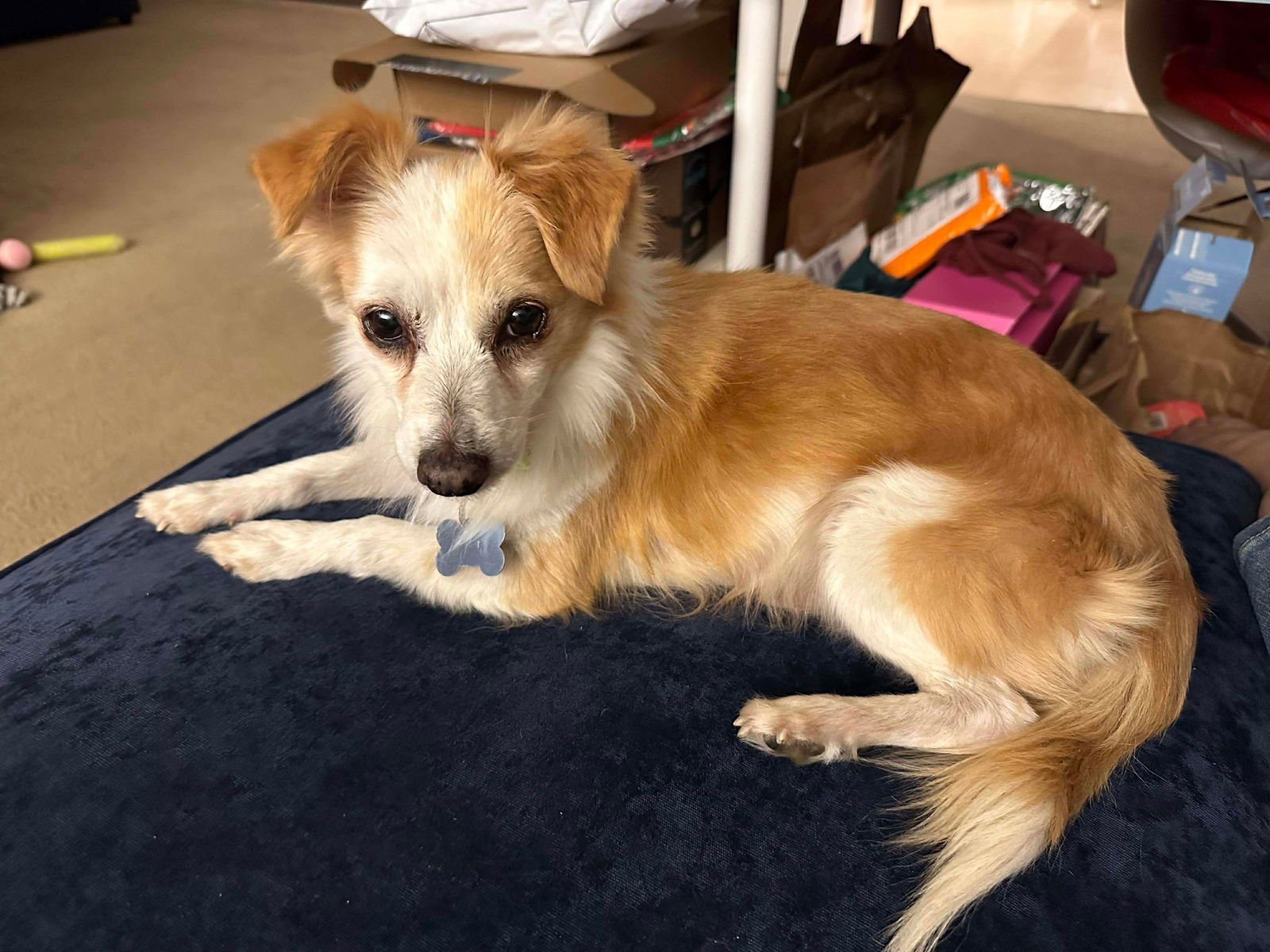 AUGIE - Spaniel / Papillon available for adoption