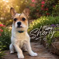 Shorty - Photo 1