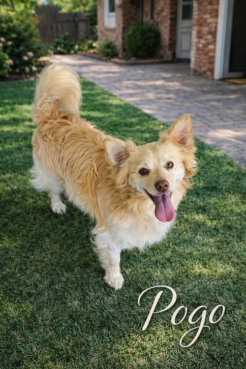 POGO - Spaniel / Pomeranian available for adoption