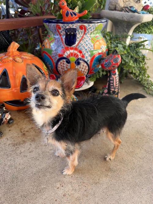 GRACIE - Yorkshire Terrier Yorkie / Chihuahua available for adoption