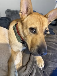 Buster - Photo 2