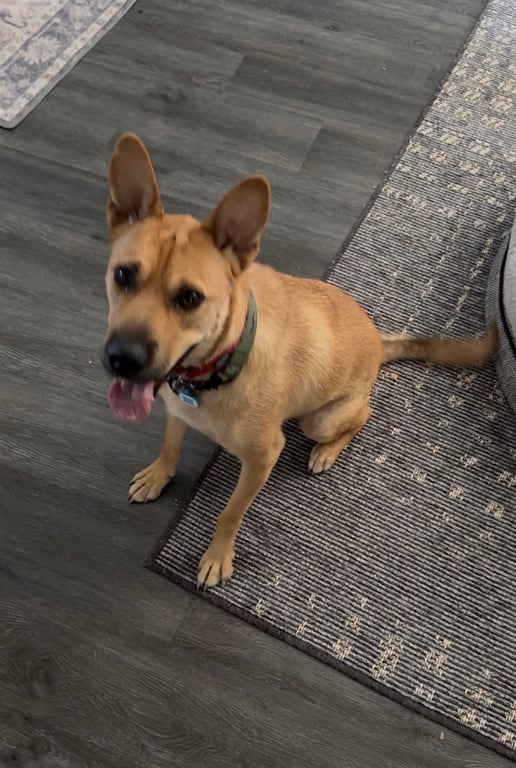 Buster Image