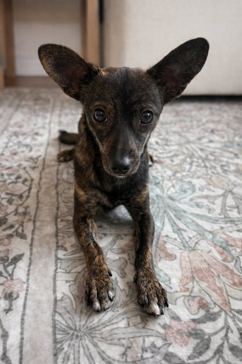 TIKI - Chihuahua available for adoption