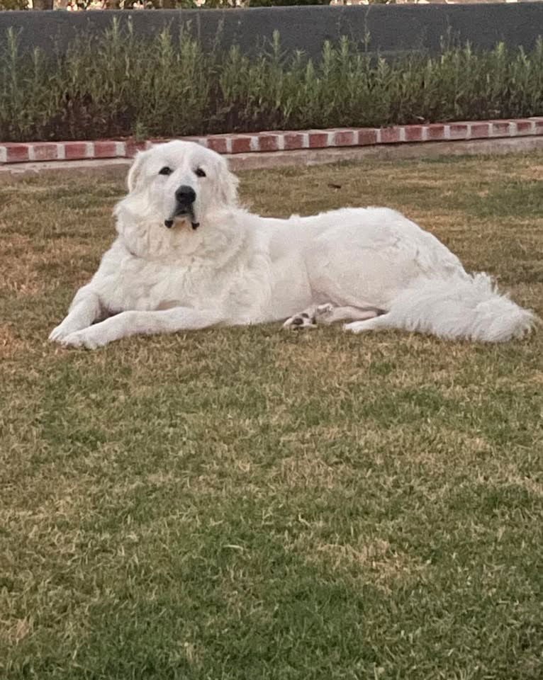 ASLAN - Great Pyrenees available for adoption