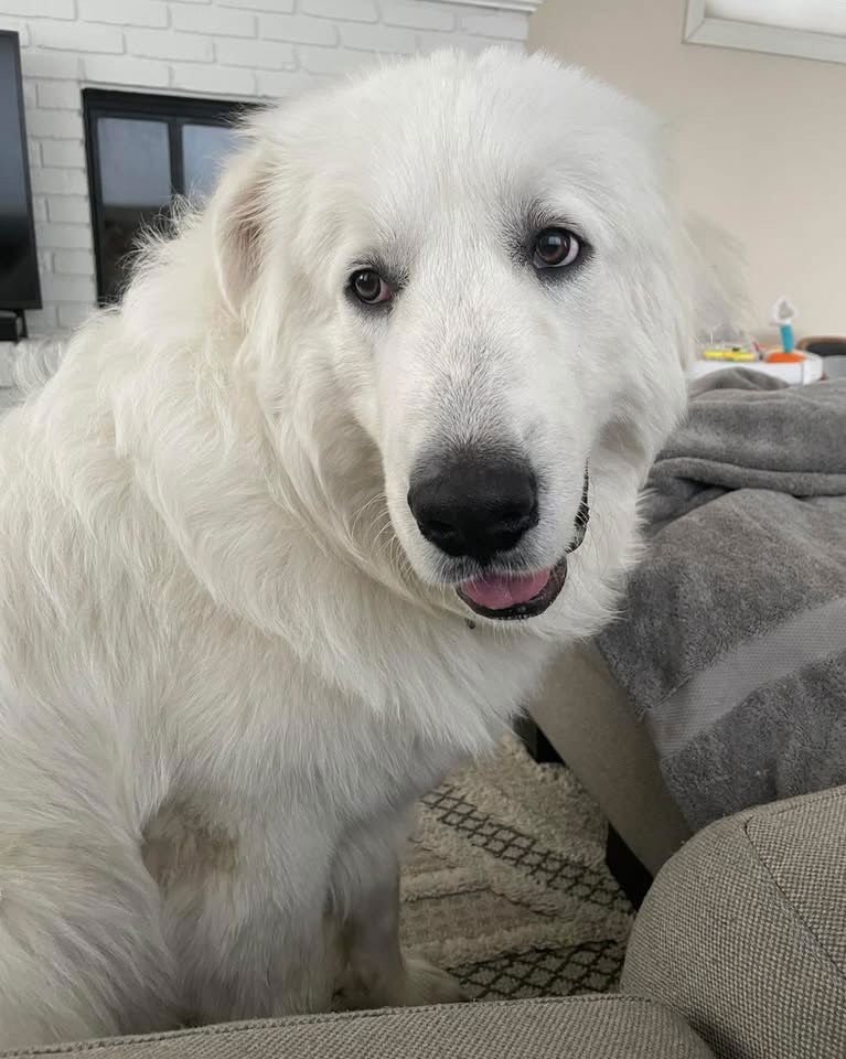 ASLAN - Great Pyrenees available for adoption