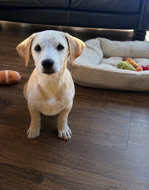 MUNCHKIN - Dachshund available for adoption