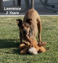 Lawrence - Photo 2