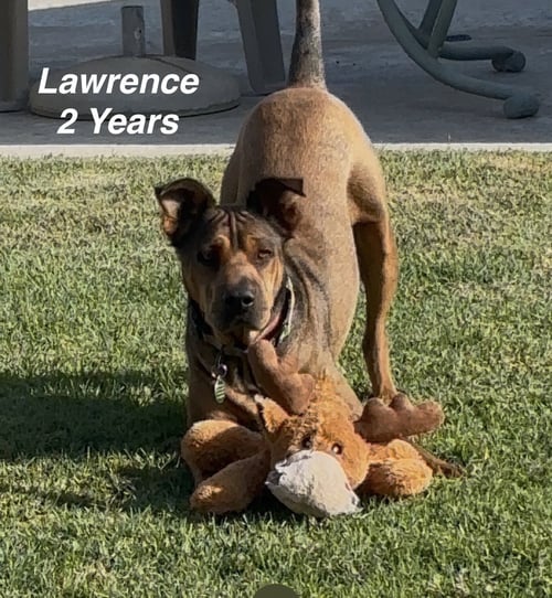LAWRENCE - Shar Pei available for adoption