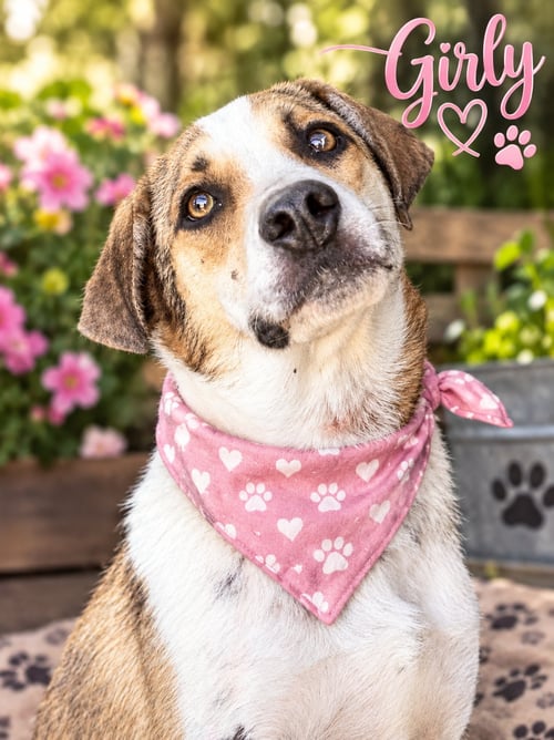 GIRLY - Beagle / Border Collie for adoption in Anaheim