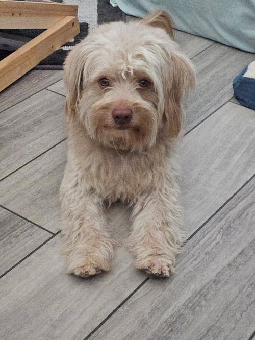 DUKE - Havanese / Lhasa Apso available for adoption
