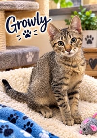 Growley - Photo 1