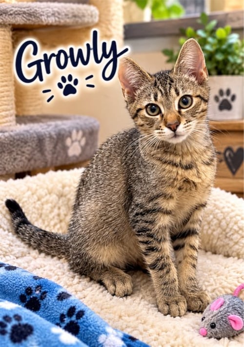 GROWLEY - Bengal / Tabby available for adoption