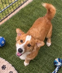 Koa - Photo 2