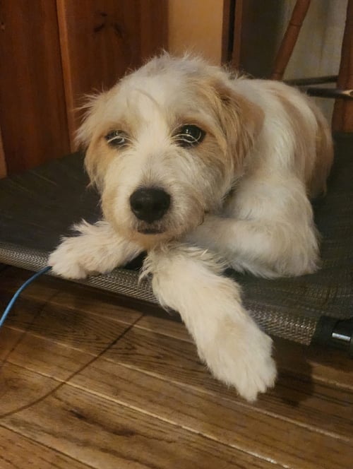 RINGO - Border Terrier / Wheaten Terrier available for adoption
