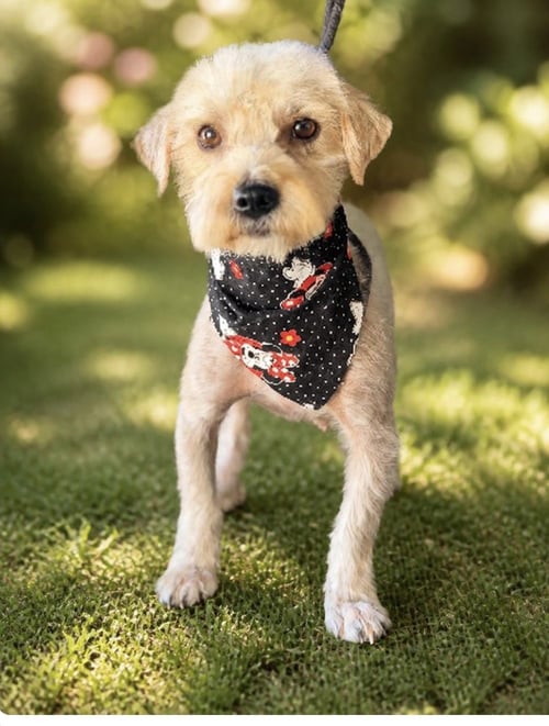 STELLA - Schnauzer / Poodle (Toy) available for adoption
