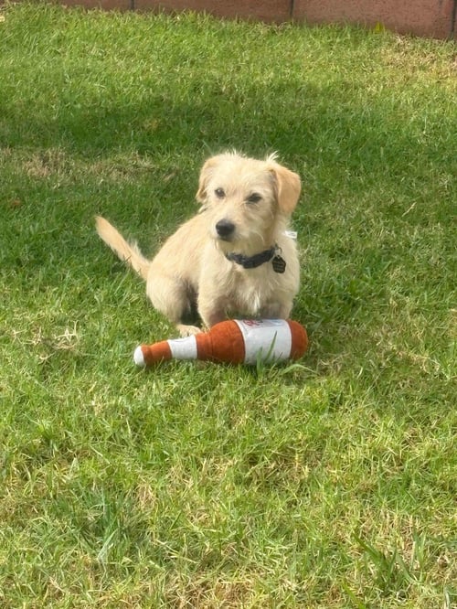 DUFFY - Border Terrier / Jack Russell Terrier (Parson Russell Terrier) available for adoption
