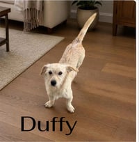 Duffy - Photo 2