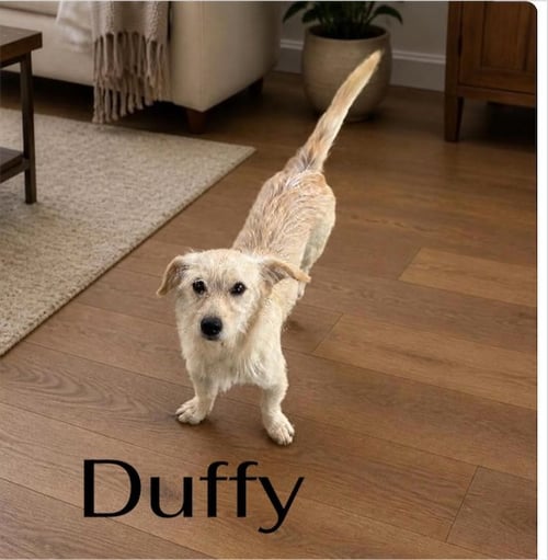DUFFY - Border Terrier / Jack Russell Terrier (Parson Russell Terrier) available for adoption