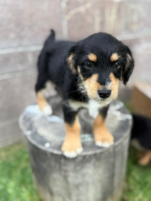 SCOOBY - Australian Shepherd / Maltese available for adoption