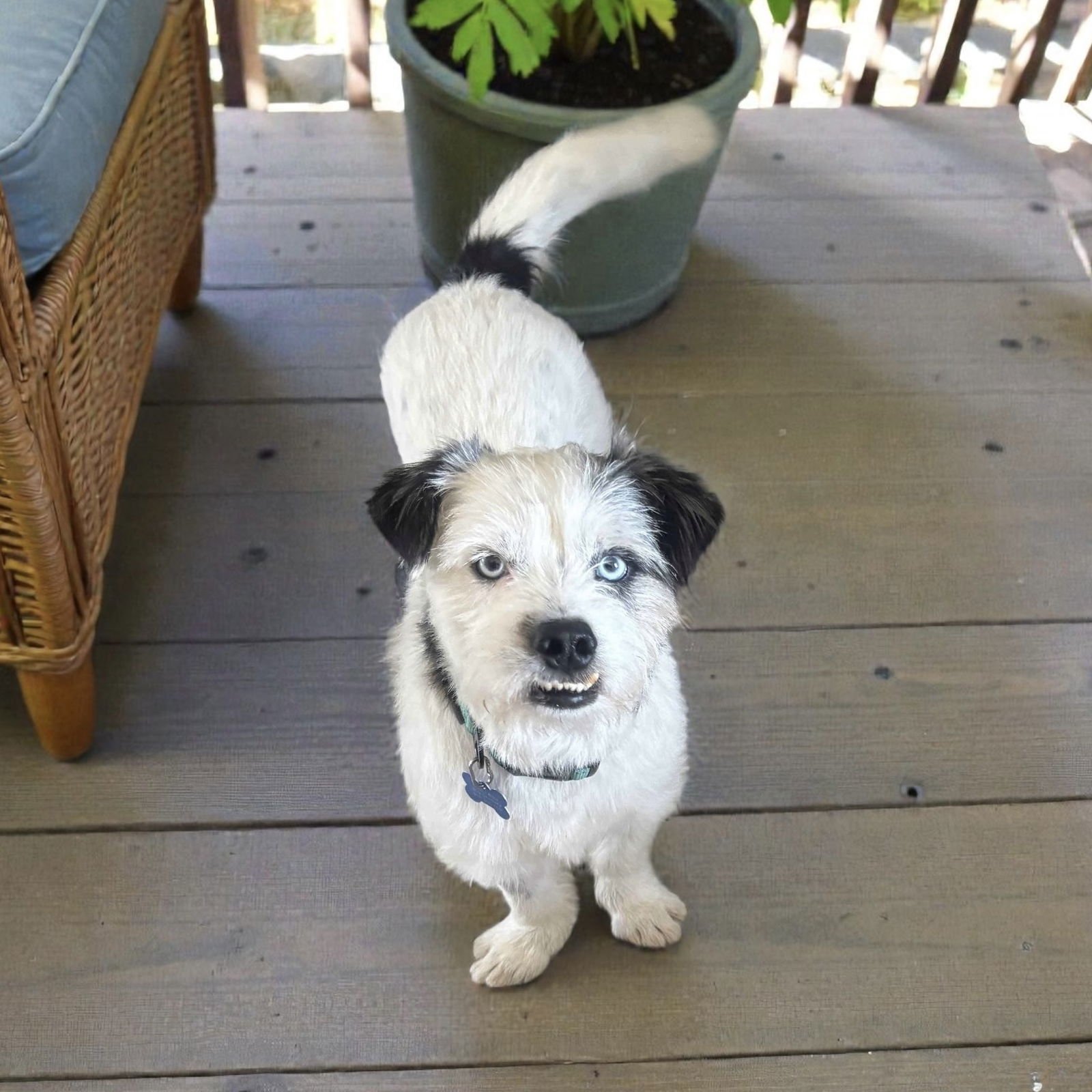 STORM - Wheaten Terrier / Border Terrier available for adoption