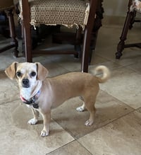 Sammy - Photo 4