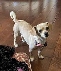 Sammy - Photo 2