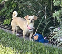 Sammy - Photo 1