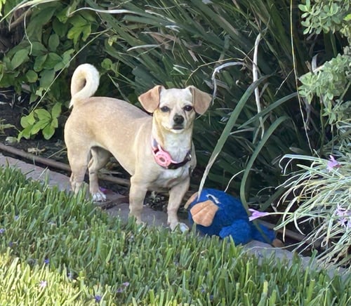 SAMMY - Chihuahua / Dachshund for adoption in Fullerton