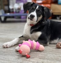 Kimber - Photo 1