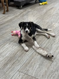 Kimber - Photo 2