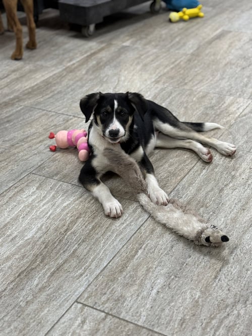 KIMBER - Cattle Dog available for adoption