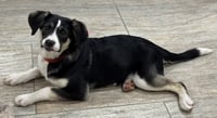 Kimber - Photo 3
