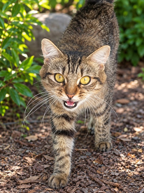 TOODLES - Tabby available for adoption
